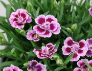 Dianthus Caryophyllus 2