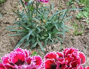 Dianthus Caryophyllus 3