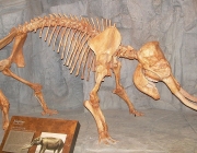 Elefante Anão de Chipre 5