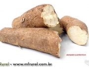 Mandioca Amarela 1