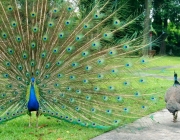 Pavão com Leque Aberto 6