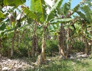Plantação de Banana Orgânica 1