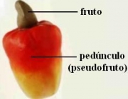Pseudofrutos 2