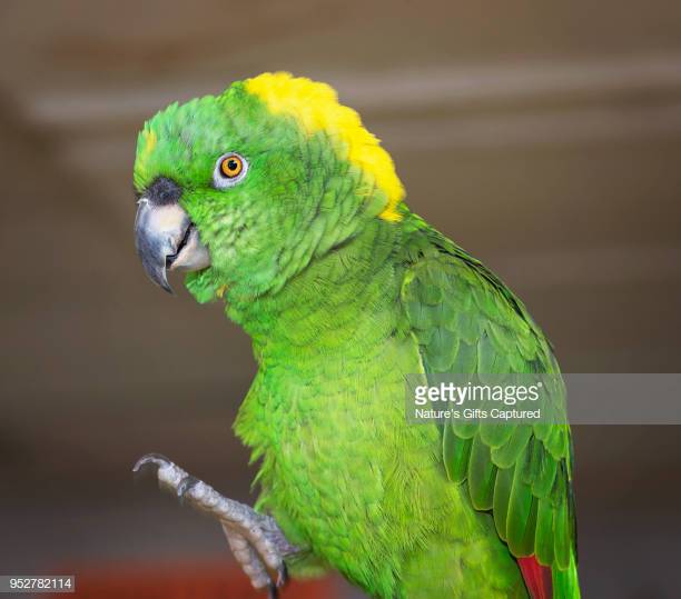 Foto de Papagaio de Nuca Amarela