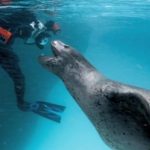 Fotógrafo da National Geographic Encara uma Mortal Foca-Leopardo