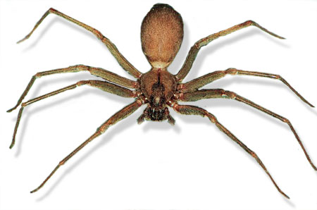 Palystes Castaneus