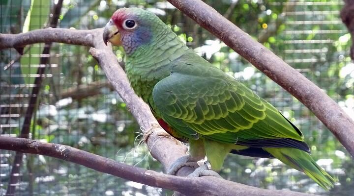 Papagaio de Cara Roxa na Árvore