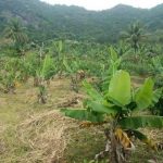 Terreno de Plantação de Banana