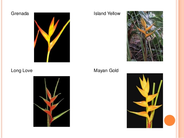 Tipos De Heliconias