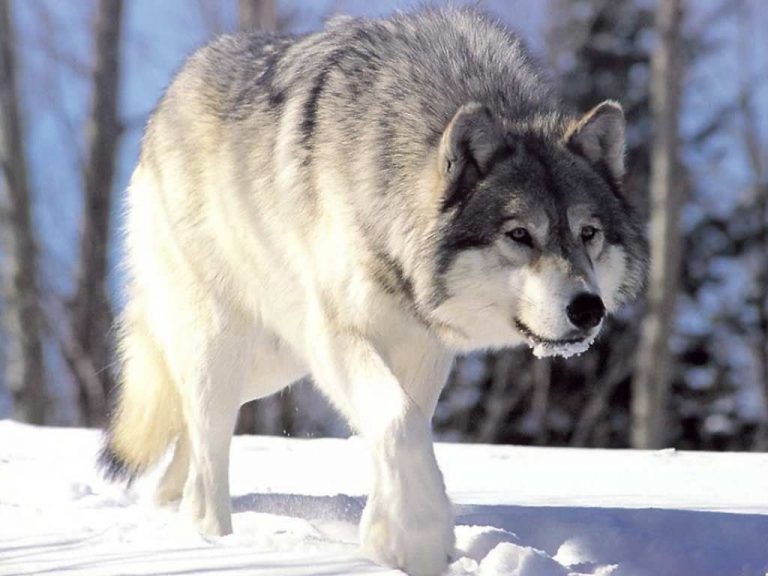 Lobo Cinzento Andando na Neve