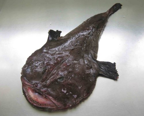 Peixe-Sapo Espinhoso