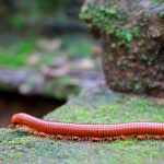 Piolho-de-Cobra Andando na Pedra