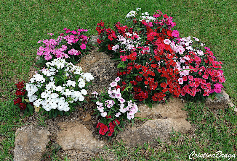 Cravinas Dobradas: Flores com Fotos