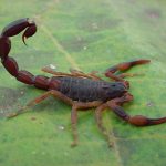 Tityus Bahiensis