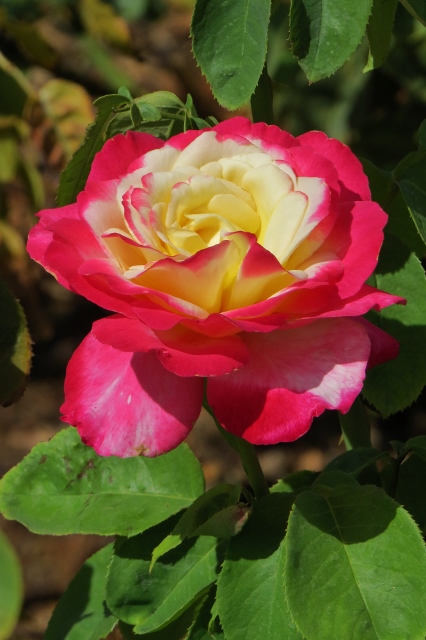 Nomes de Rosas com Fotos