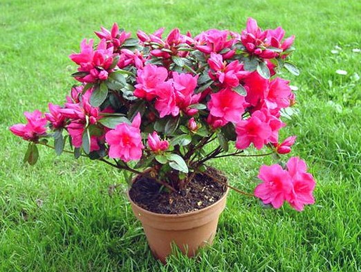 Nomes de Plantas Para Jardim Externo