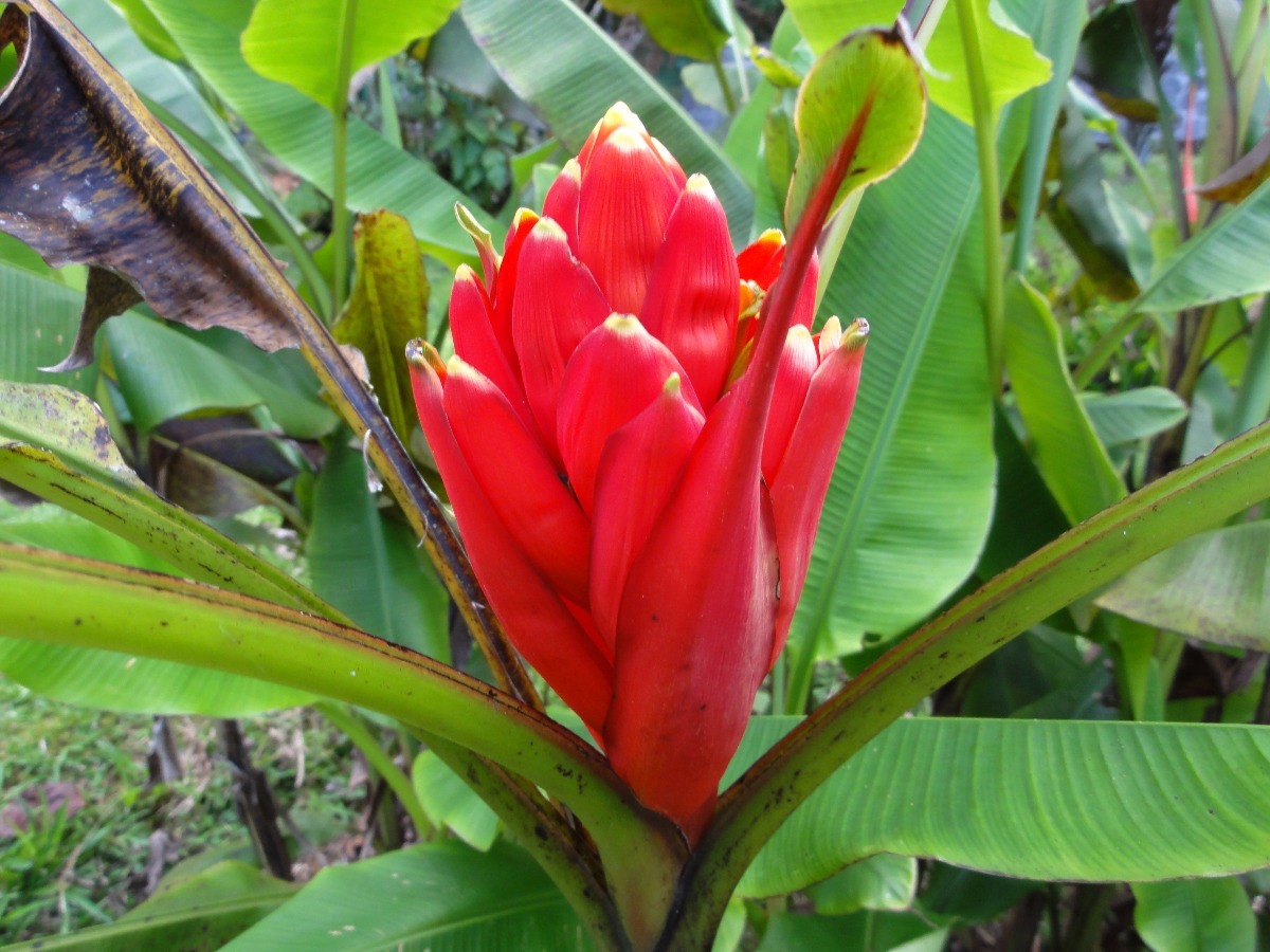 Bananeira De Jardim Vermelha: Características e Fotos