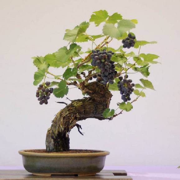 Bonsai de Cravo da Índia