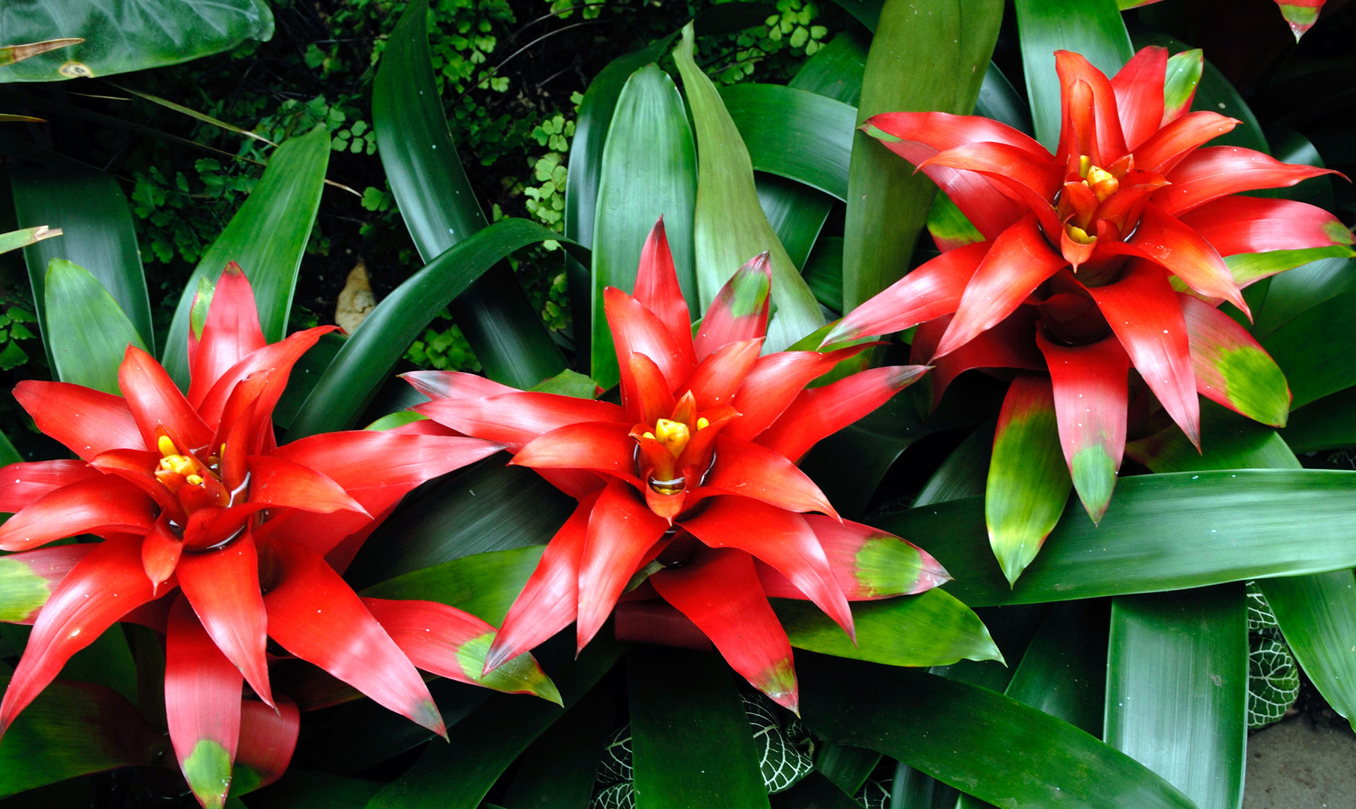 Tipos e Espécies de Bromélias de Sombra com Nomes e Fotos