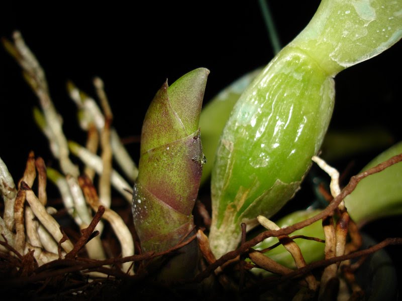 Tipos de Bulbos de Orquídeas e o que são os Bulbos nessa Planta