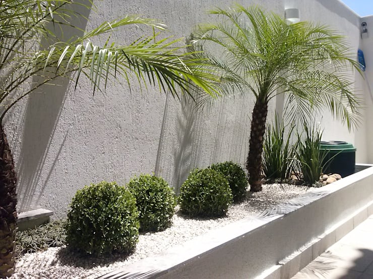 Plantas Para Canteiros Estreitos