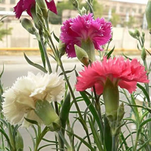 Cravo Chabaud Gigante Dobrado Rosa: Semeadura, como Fazer?