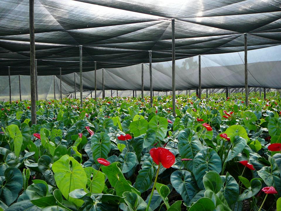 Cultivo À Meia Sombra: Espécies de Plantas mais Adaptadas