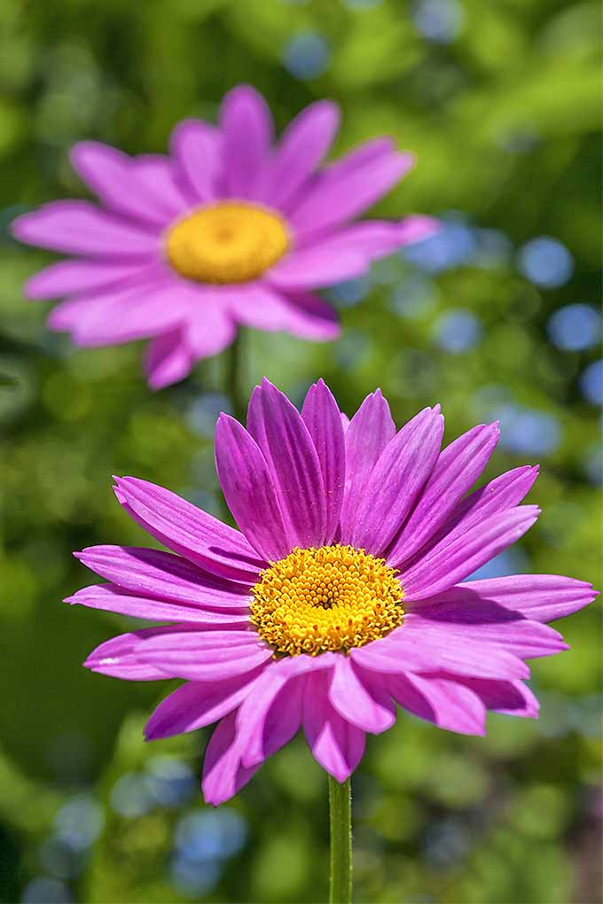 Flor Margarida: Características