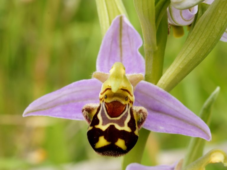Época de Mudar Orquídeas, Qual a Melhor?