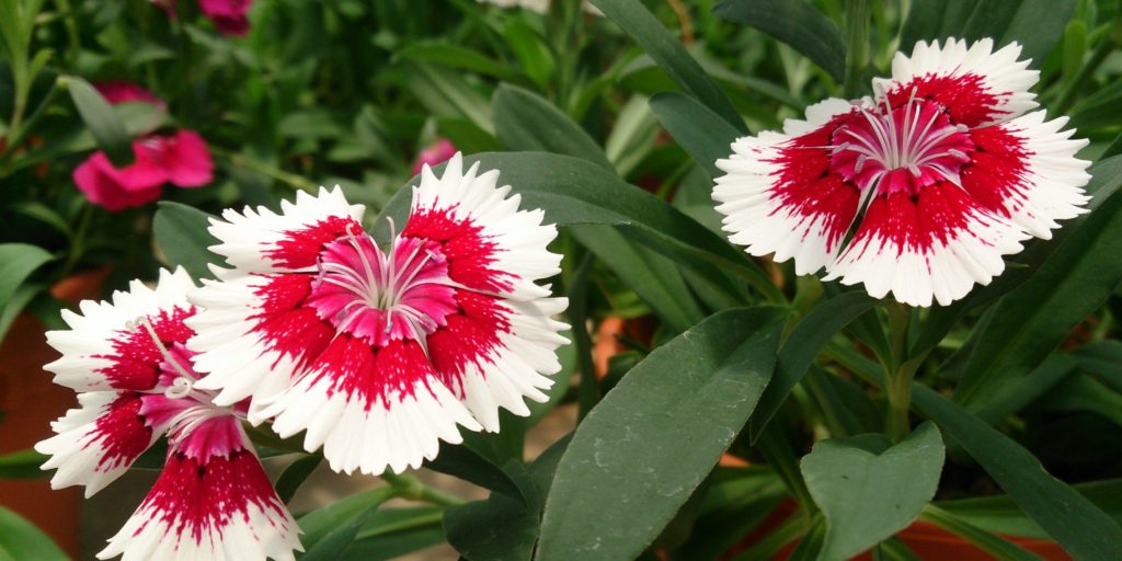 Flor de Cravina: Significado Espiritual e Emocional