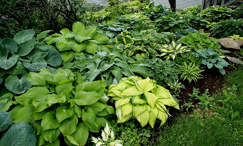 Plantas que Gostam de Sombra e Umidade