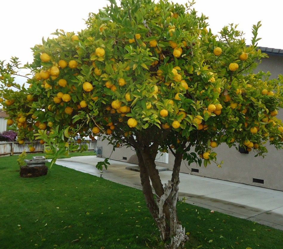Árvores Frutíferas Para Quintal: Tipos e Espécies mais Recomendadas