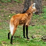 Lobo-Guará Andando Sozinho na Floresta