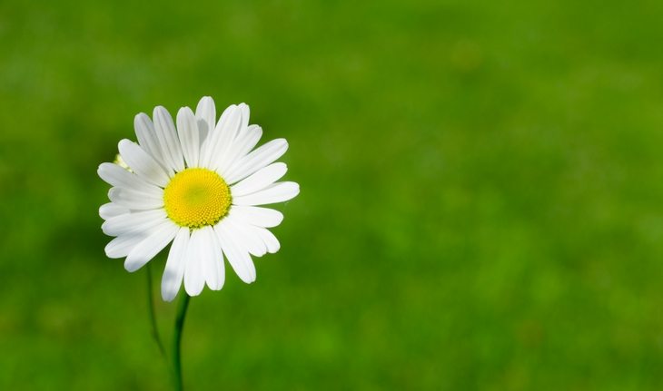 Curiosidades Sobre as Margaridas e Fatos Interessantes