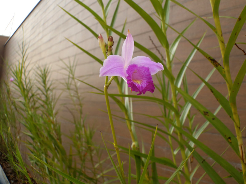 Orquídea Bambu é Tóxica? Quais Doenças Ela Pode Ter?