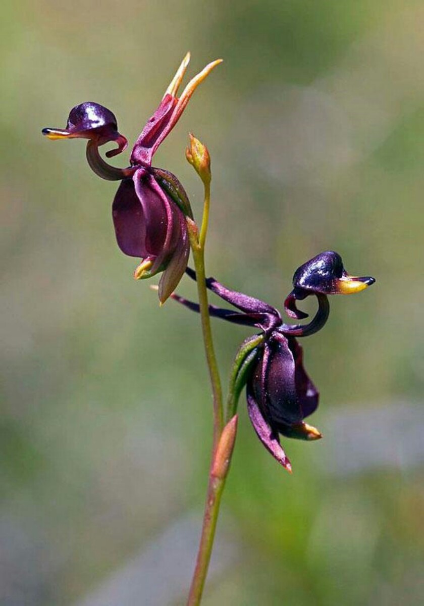Espécies Raras e Exóticas de Orquídeas