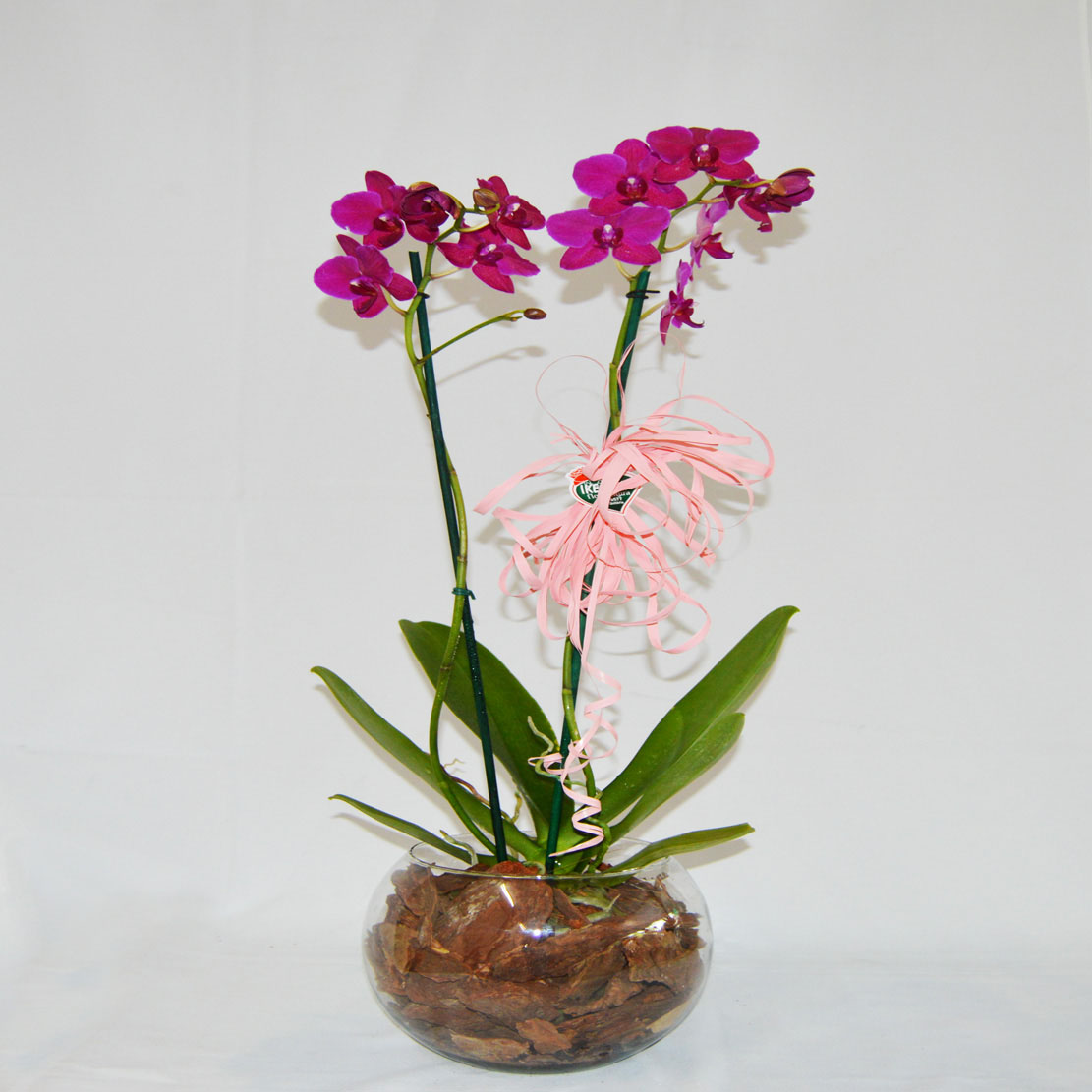 Como Cuidar de Orquídeas em Vaso de Vidro