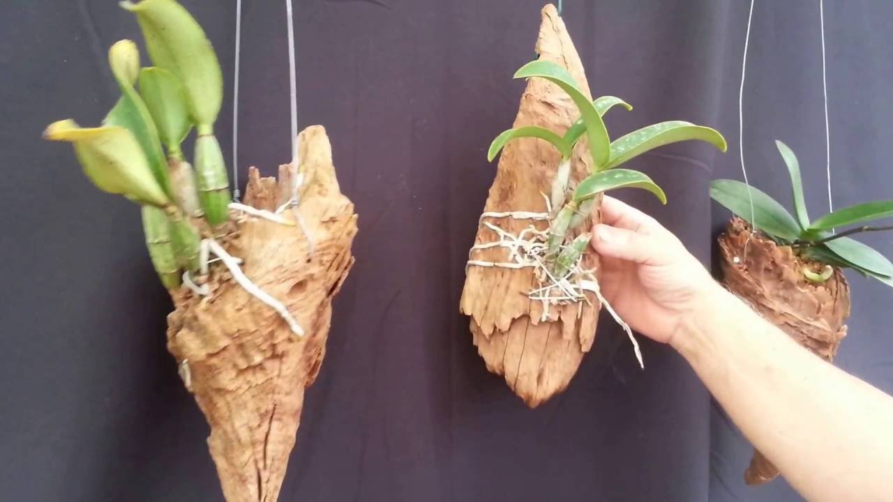Qual a Melhor Lua Para Plantar Orquídeas?