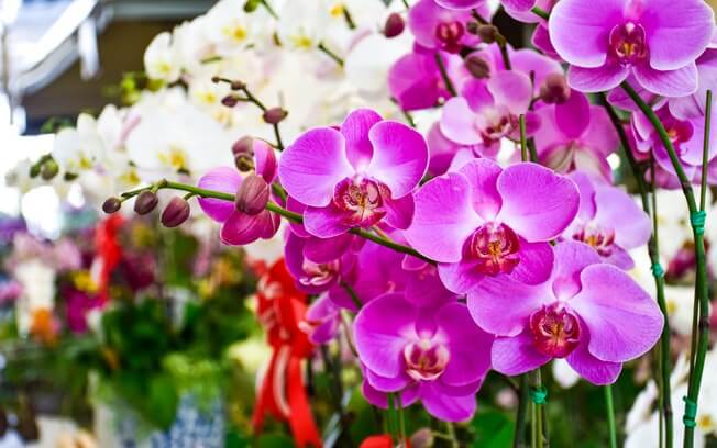 Bulbo de Orquídea Murcho – O Que Fazer?