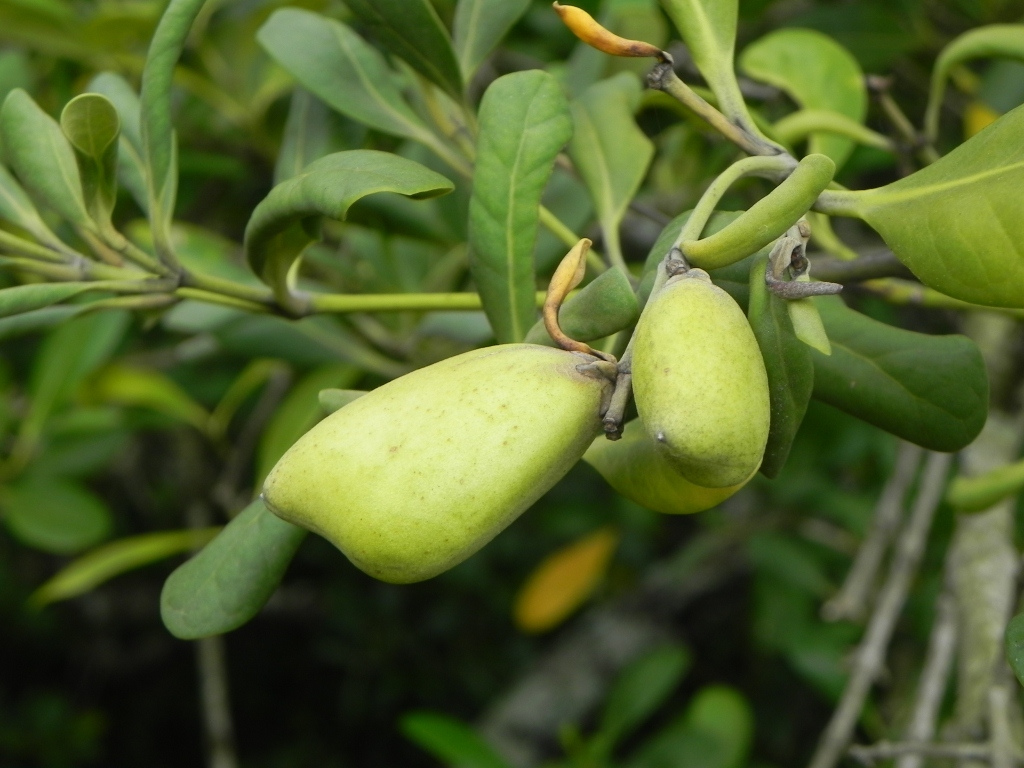 Mangue Preto: Características e Fotos do Avicennia Schaueriana