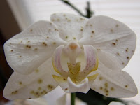 Fungos e Bactérias em Orquídeas: Como Identificar e Resolver?