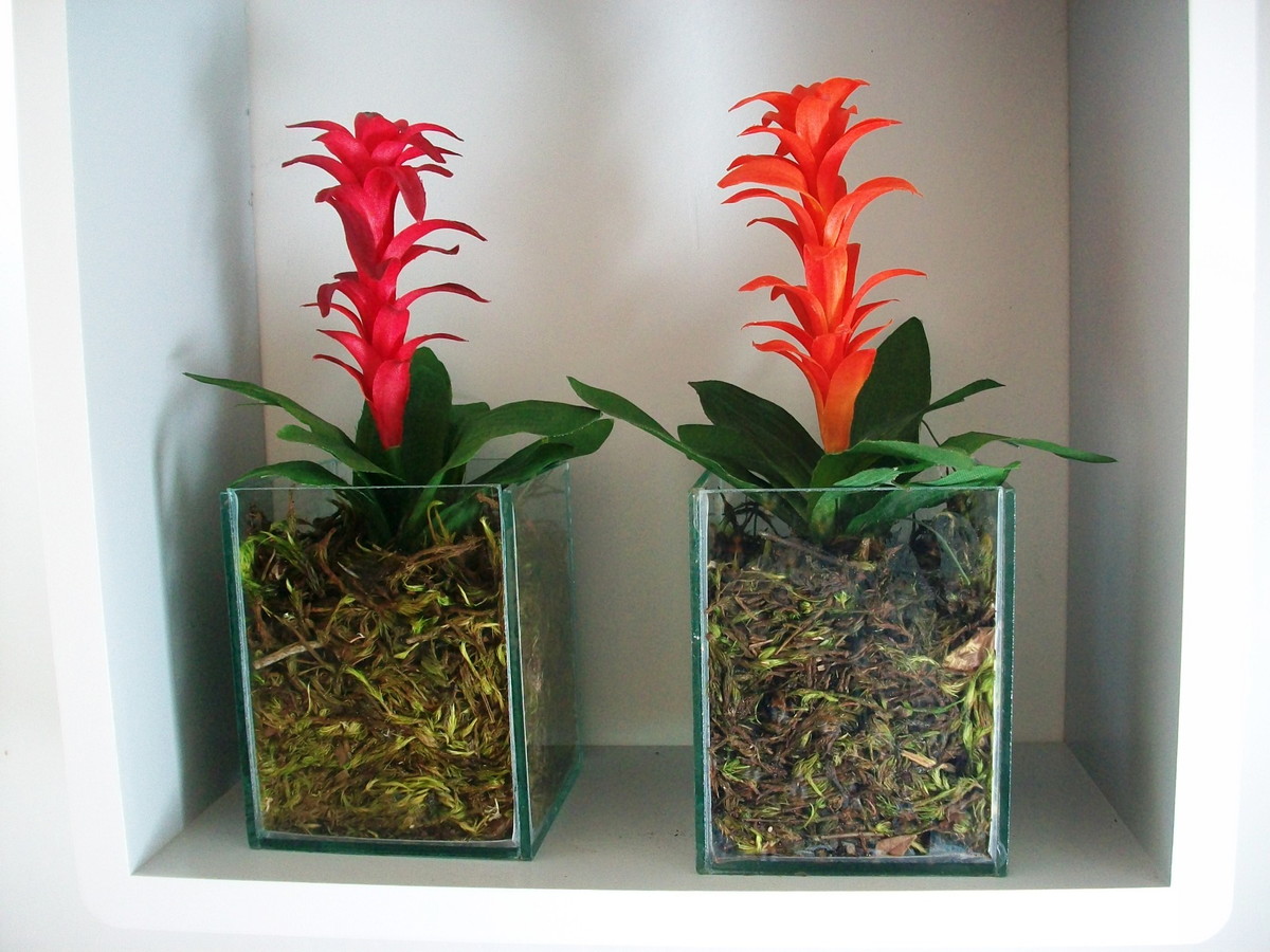 Como Plantar Bromélias em Troncos de Árvores, Xaxins e Vasos ?