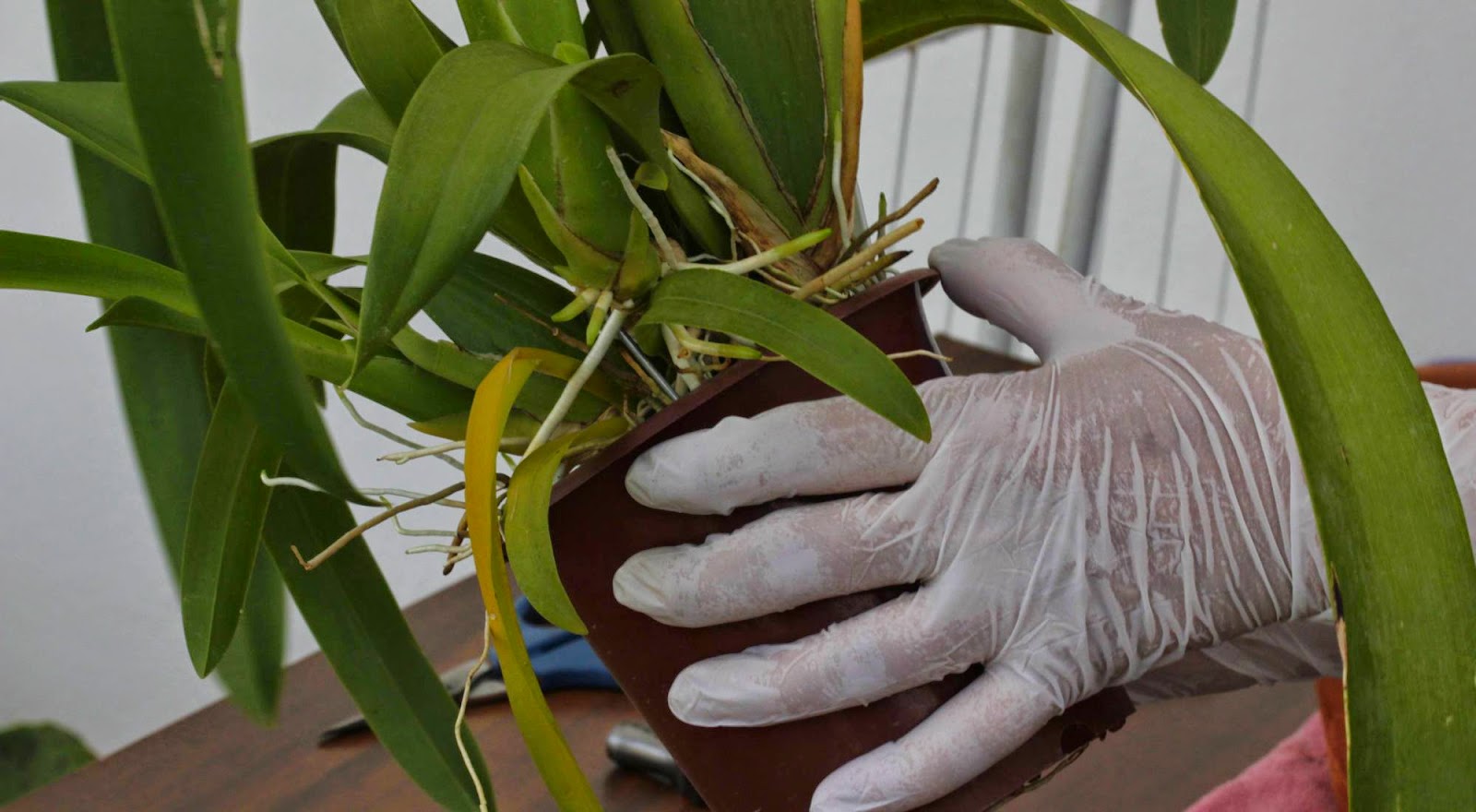 Indução de Brotação em Orquídeas, Como Fazer?