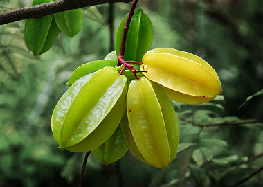 Curiosidades Sobre a Carambola e Fatos Interessantes