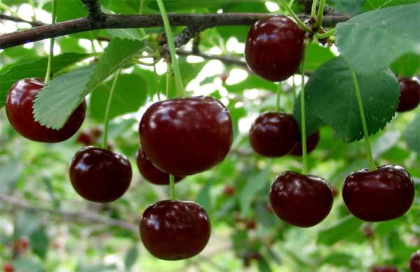 Ginja Fruta: O que É, Benefícios e Diferença da Pitanga