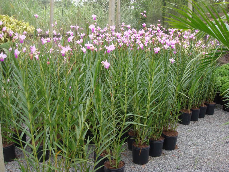 Orquídea Bambu: Cultivo e Poda