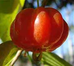 O que Fazer Quando Pitangueira não dá Frutos ou está Doente?