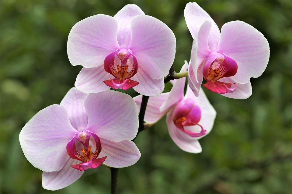 Como Florir Orquídea Mais Rápido?