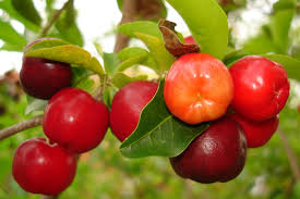Acerola Nativa ou Exótica, Quais as Diferenças?