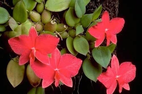 Orquídeas: Morfologia, Tipos de Raízes e Importância